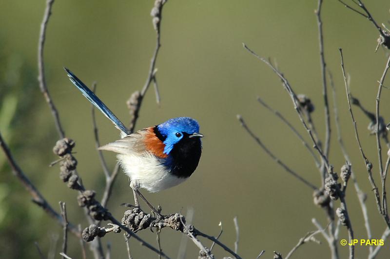 Malurus lamberti