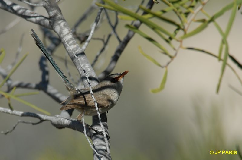 Malurus lamberti