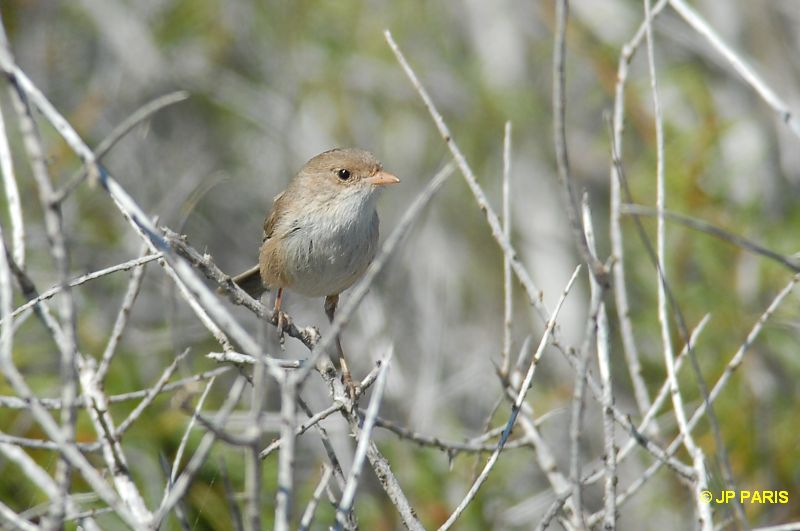 Malurus leucopterus