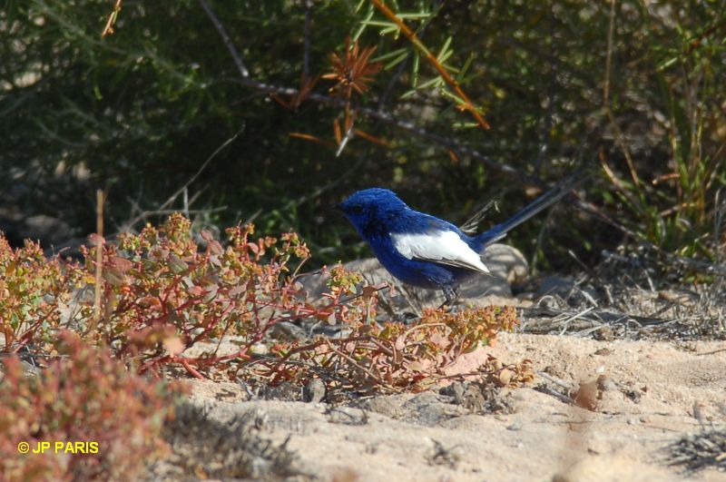 Malurus leucopterus