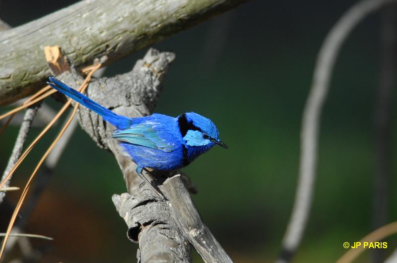Malurus splendens