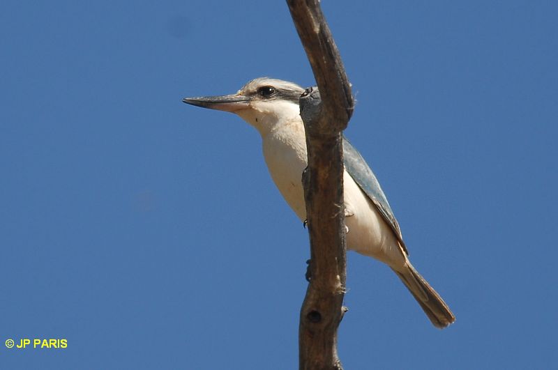 Todiramphus pyrrhopygius