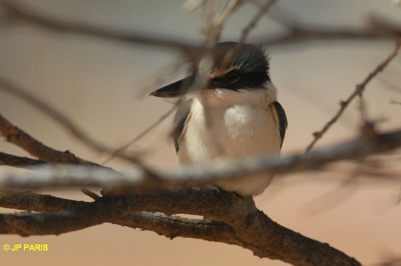 Todiramphus sanctus