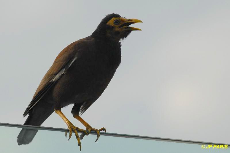 Acridotheres tristis
