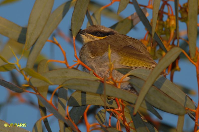 Lichenostomus virescens