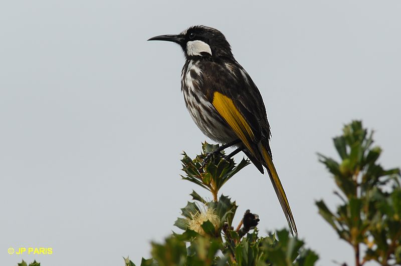 Phylidonyris niger