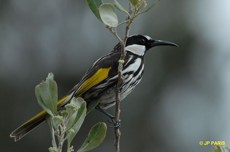 Phylidonyris niger