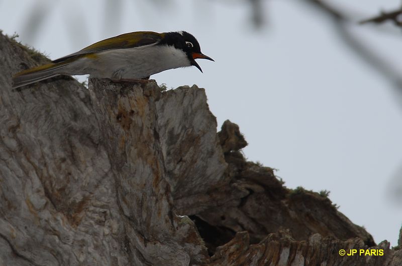 Melithreptus lunatus