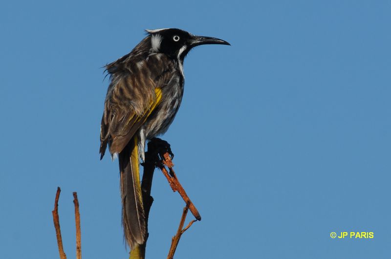 Phylidonyris novaehollandiae