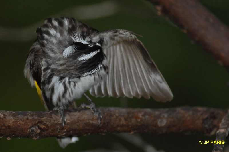 Phylidonyris novaehollandiae