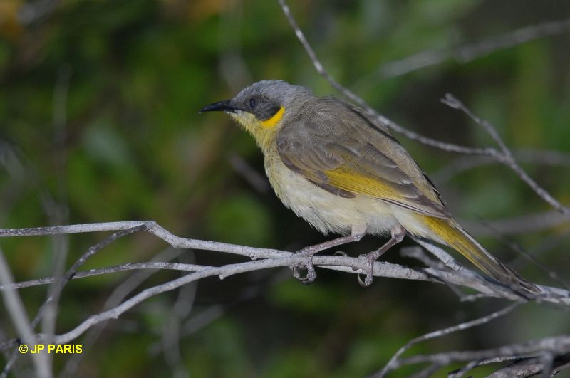 Lichenostomus keartlandi