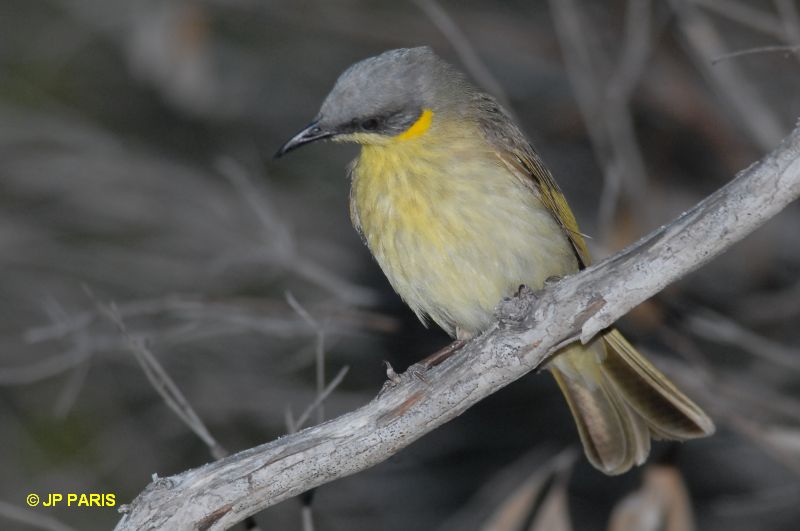 Lichenostomus keartlandi