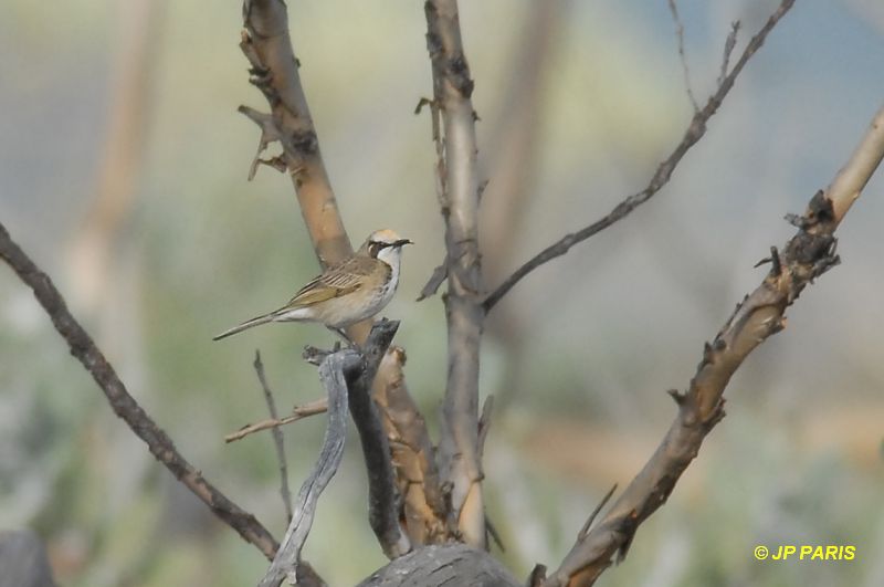 Gliciphila melanops