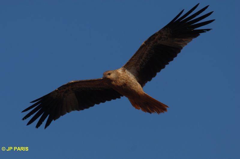 Haliastur sphenurus