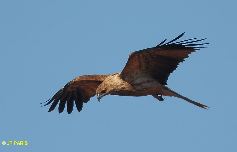 Haliastur sphenurus
