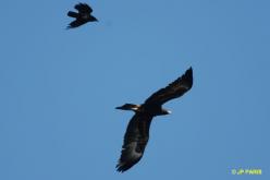 Aigle d'Australie