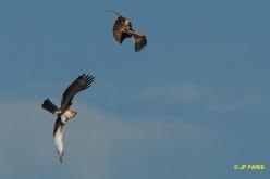 Aigle nain