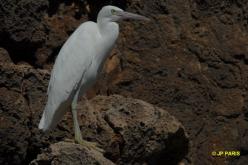 Aigrette sacrée