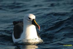 Albatros à nez jaune