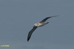 Albatros à cape blanche