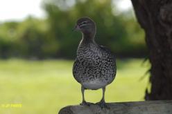 Canard à crinière