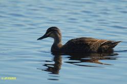 Canard à sourcils
