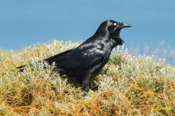 Corbeau d'Australie