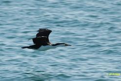 Cormoran varié