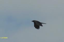 Corbeau familier