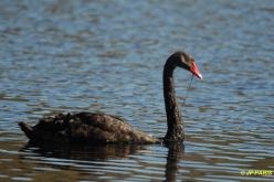 Cygne noir
