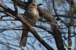 Pitohui gris