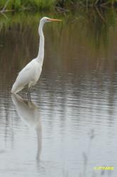 Grande Aigrette