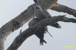 Langrayen gris
