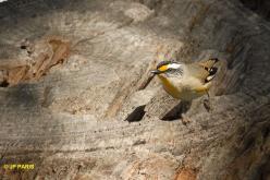 Pardalote à point jaune