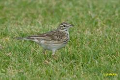 Pipit austral