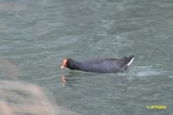 Gallinule sombre