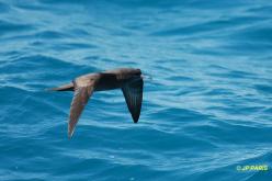 Puffin fouquet