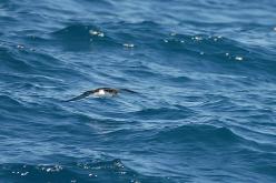 Puffin de Hutton