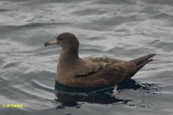 Puffin à pieds pâles