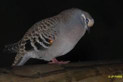 Array