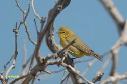 Zostérops à ventre jaune