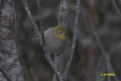 Zostérops à dos gris