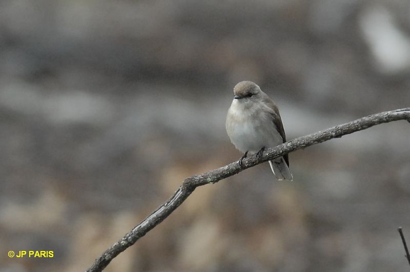 Microeca fascinans