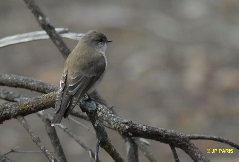 Microeca fascinans