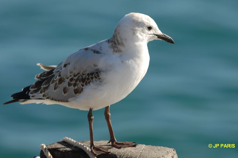 Chroicocephalus novaehollandiae