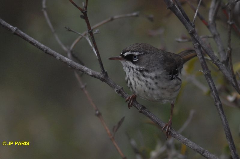 Sericornis frontalis
