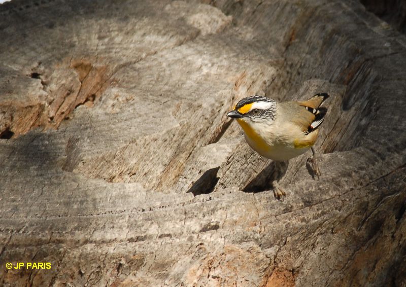 Pardalotus striatus