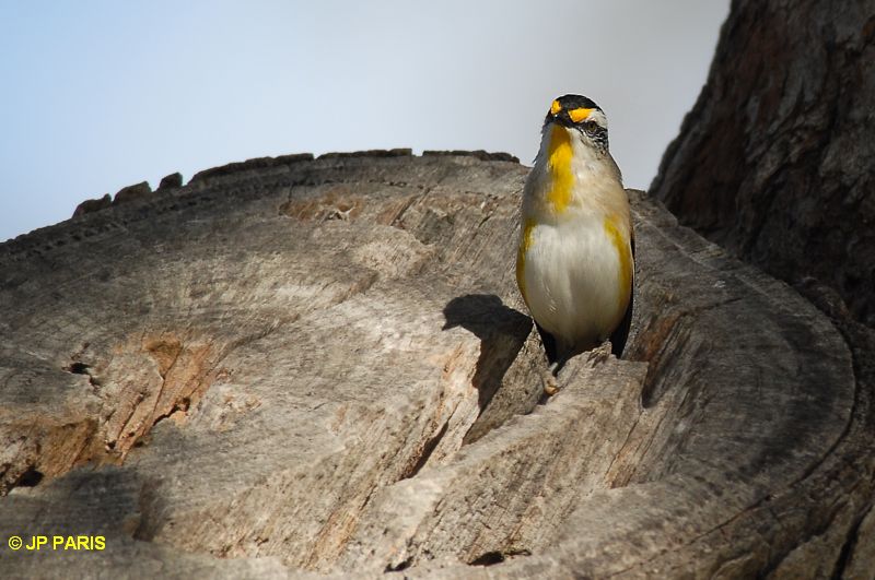 Pardalotus striatus