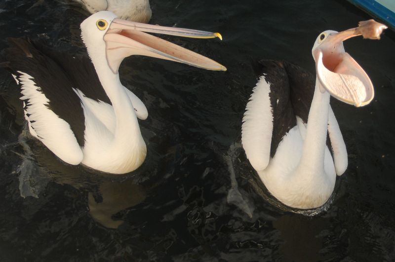 Pelecanus conspicillatus