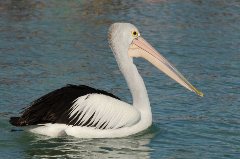 Pelecanus conspicillatus